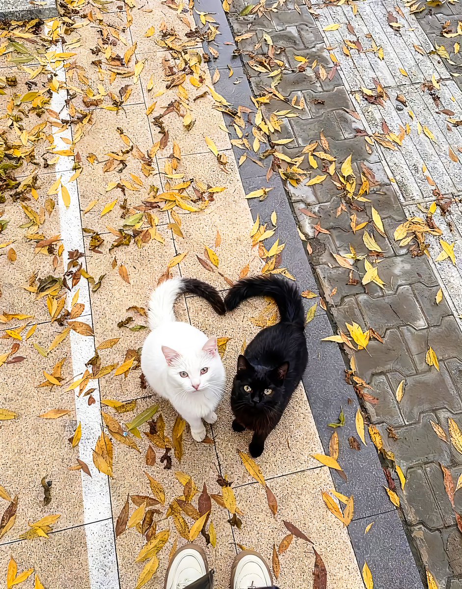 aesthetic tweet media