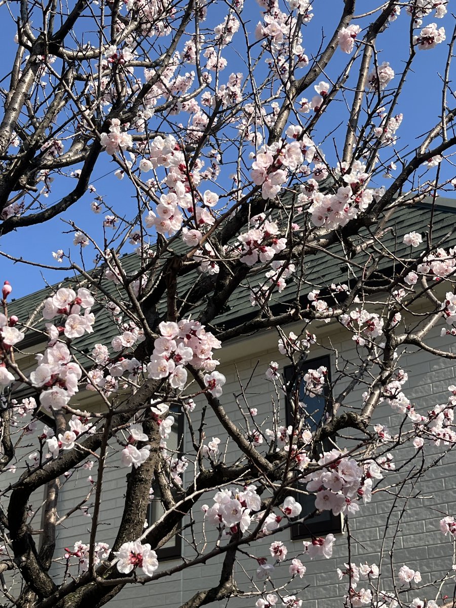 お隣の杏の花が満開。
