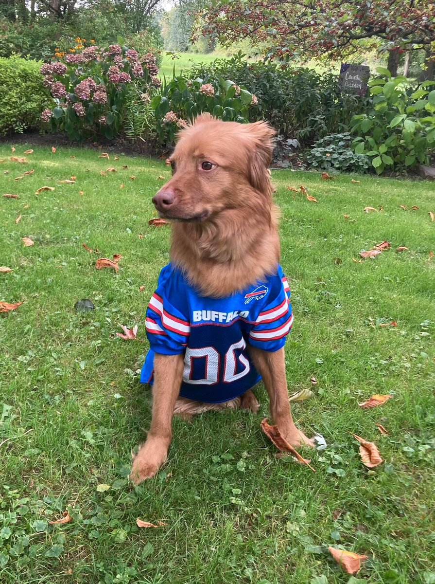 716babe's tweet photo. Timber here needs a dog and baby free home ASAP, can anyone help? #billsmafia #buffalo #dogsofbuffalo https://t.co/Zq0X0lBz49