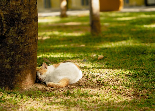 ウルフ村田（ 村田美夏 ）@Bruce Reiterman tweet media