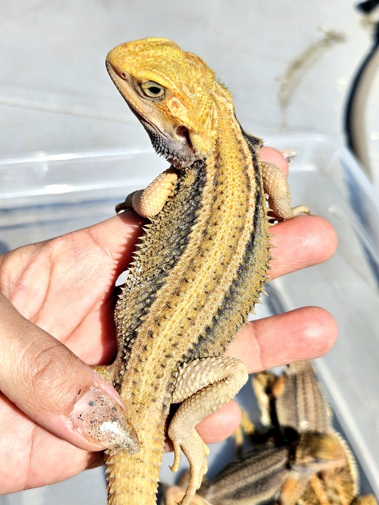 MYCふぁーむ(嫁) tweet media