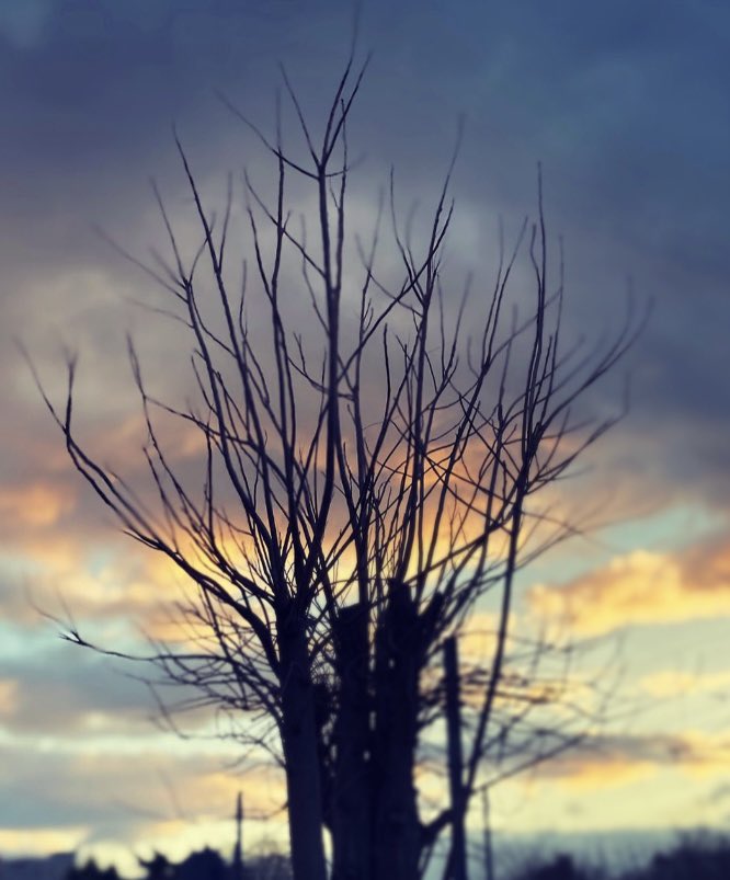 ⋆⭒˚ ⋆｡ﾟ☁︎ tweet media