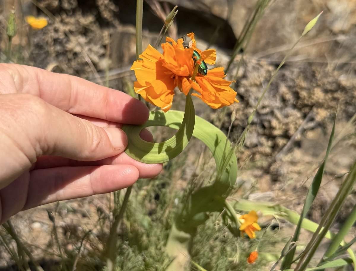 Beth Pratt tweet media