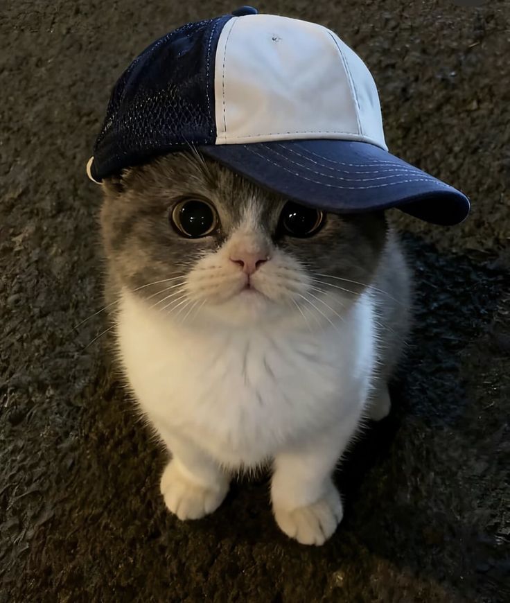 ~jinji~ open jastip/jaswar cortis allobank 2026 tweet media