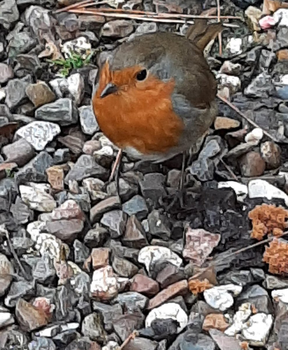 lynne chitty tweet media