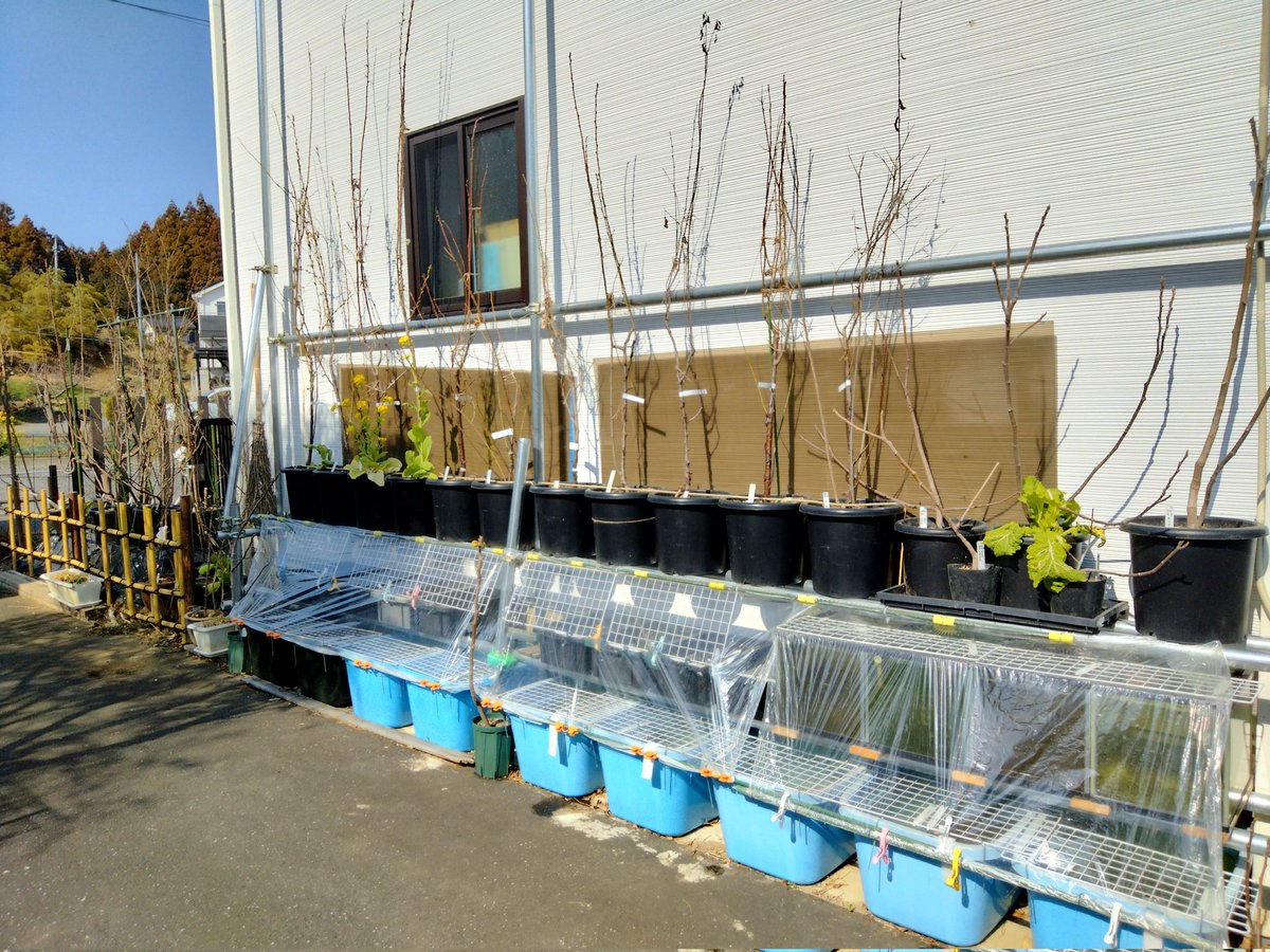 vso_osv's tweet photo. 2026年3月17日(火)
#プラム開花
#ハリウッド #秋姫
#アクアポニックス
#めだか #NVBOX 9個
#角たらい 9個
#45cm水槽 4個
プラム4品種 プルーン7品種
#道法スタイル #植物ホルモン
を活かして肥料少く育てる
枝を幹に縛り上へ向けて延ばす
結構斬新な農法を試す2年目
#いちじく # 8品種
#枇杷 1品種 https://t.co/cqARhhAa2z