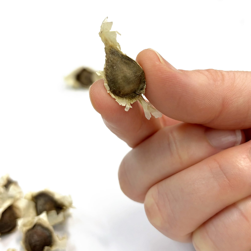 (株)国華園【公式】 tweet media