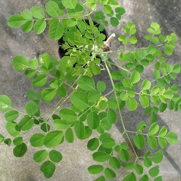 (株)国華園【公式】 tweet media