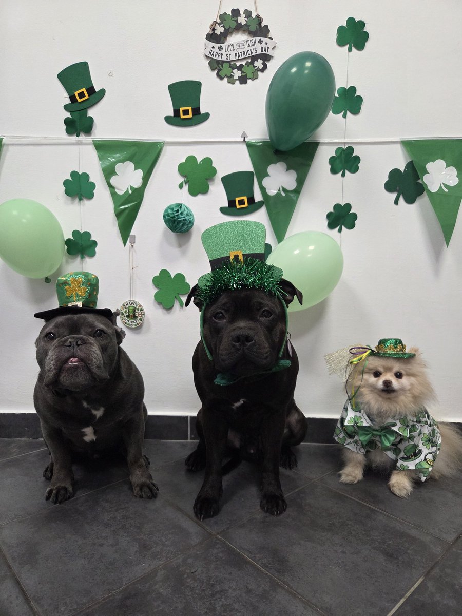 mops (Saša) 🦖🐾🐕 tweet media