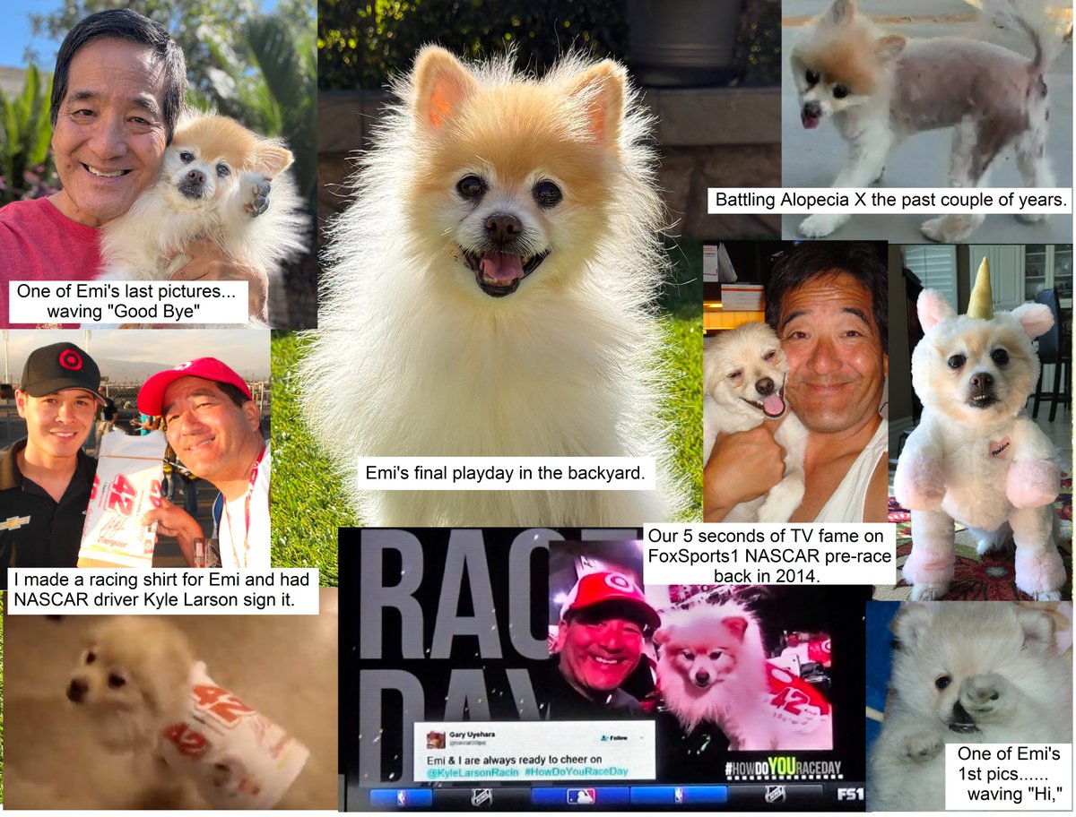 nascar20guy's tweet photo. @CLIverson6 @Paw_Vibe Emi was my pal for the past 14 years. She sure put up with a lot of stuff, especially when it came to NASCAR driver @KyleLarsonRacin . Funny thing, her fur grew back recently, as if divine intervention set in so she would look great in our final pictures with her. https://t.co/RdsOnCUkKk