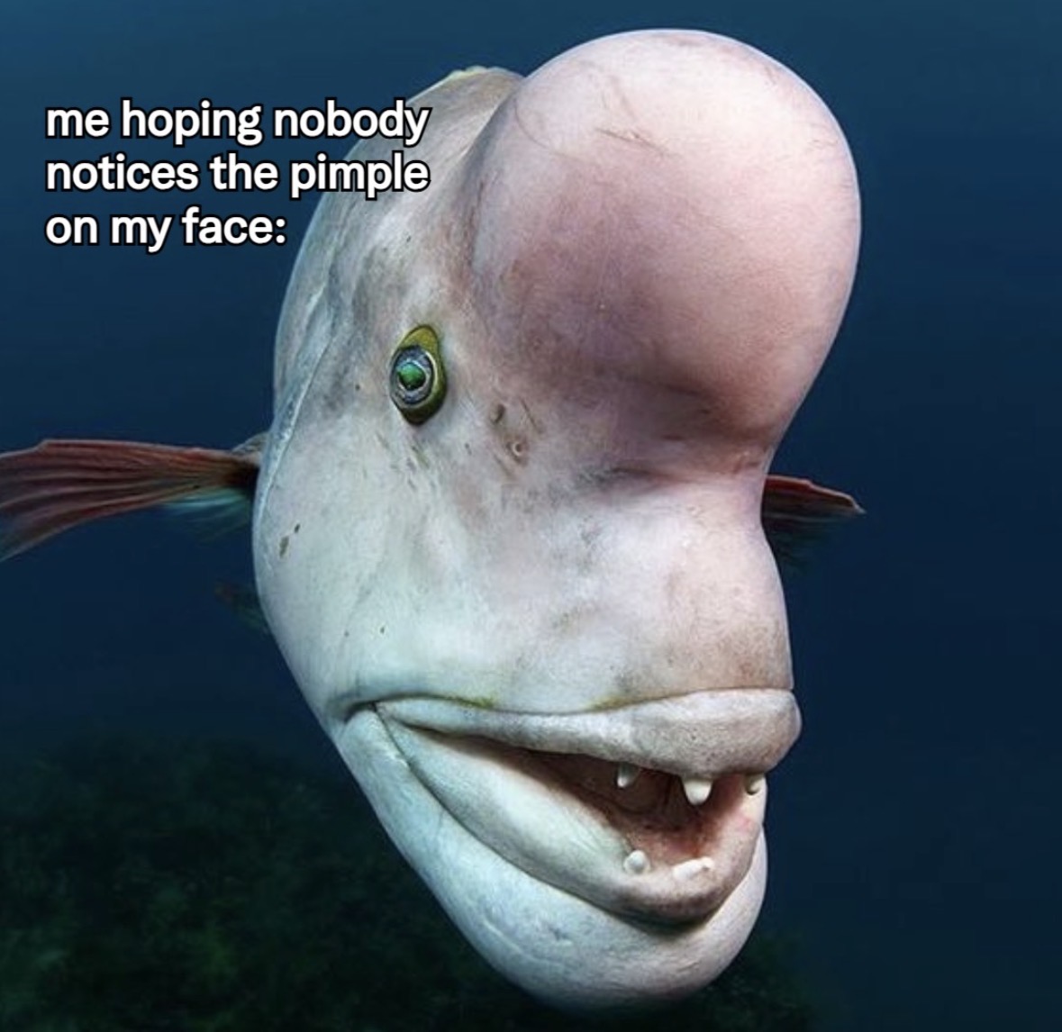 Respectful Memes (@respectfulmemes) on Twitter photo 