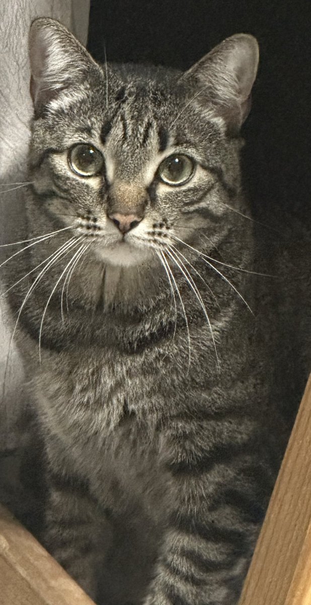 Marttaa_4's tweet image. Hoy el super trasto- trastisimooo cumple 2 añitoooss 🥳

🧸🖤🤍✨🐾  #Duke