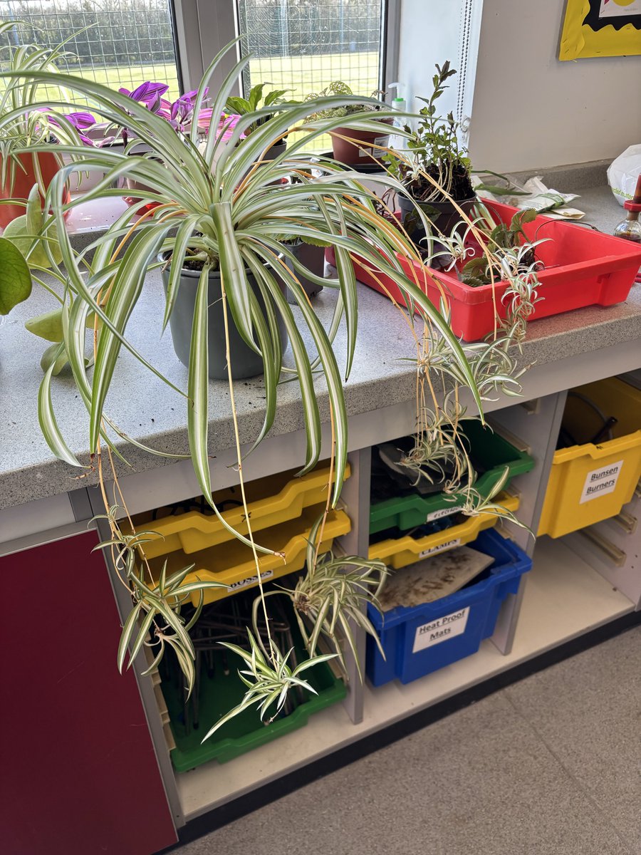 🐅Kathy Freeston 🐅 tweet media