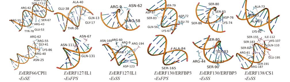 EsERFs regulate saponin biosynthesis via protein interactions
Methods: Y1H, BiFC, docking, dual-luciferase, EMSA
👉 doi.org/10.1016/j.indc…