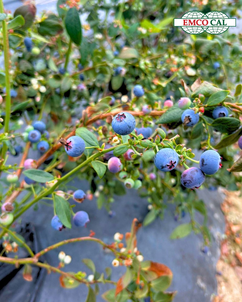 EMCO CAL tweet media