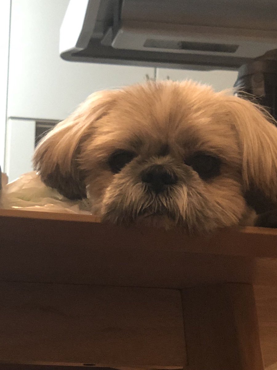 IEGCS1's tweet photo. 高みの見物するわんこ #シーズー  #犬が好き  #犬かわいい https://t.co/LhQkuwtBnA