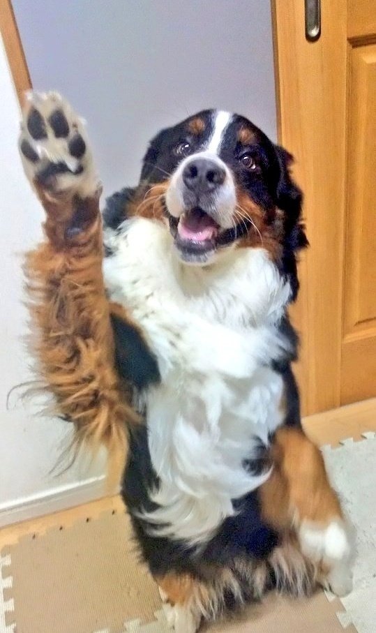 ここあ tweet media