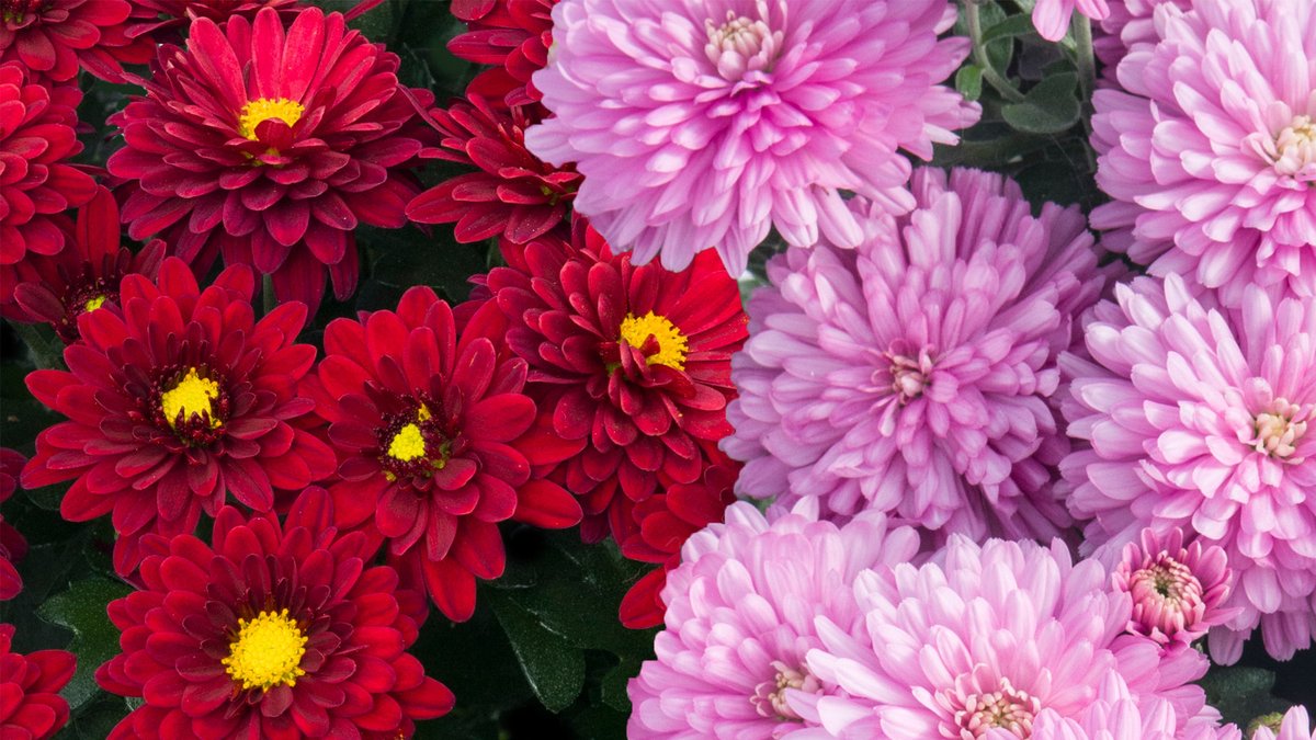 Earley Ornamentals tweet media