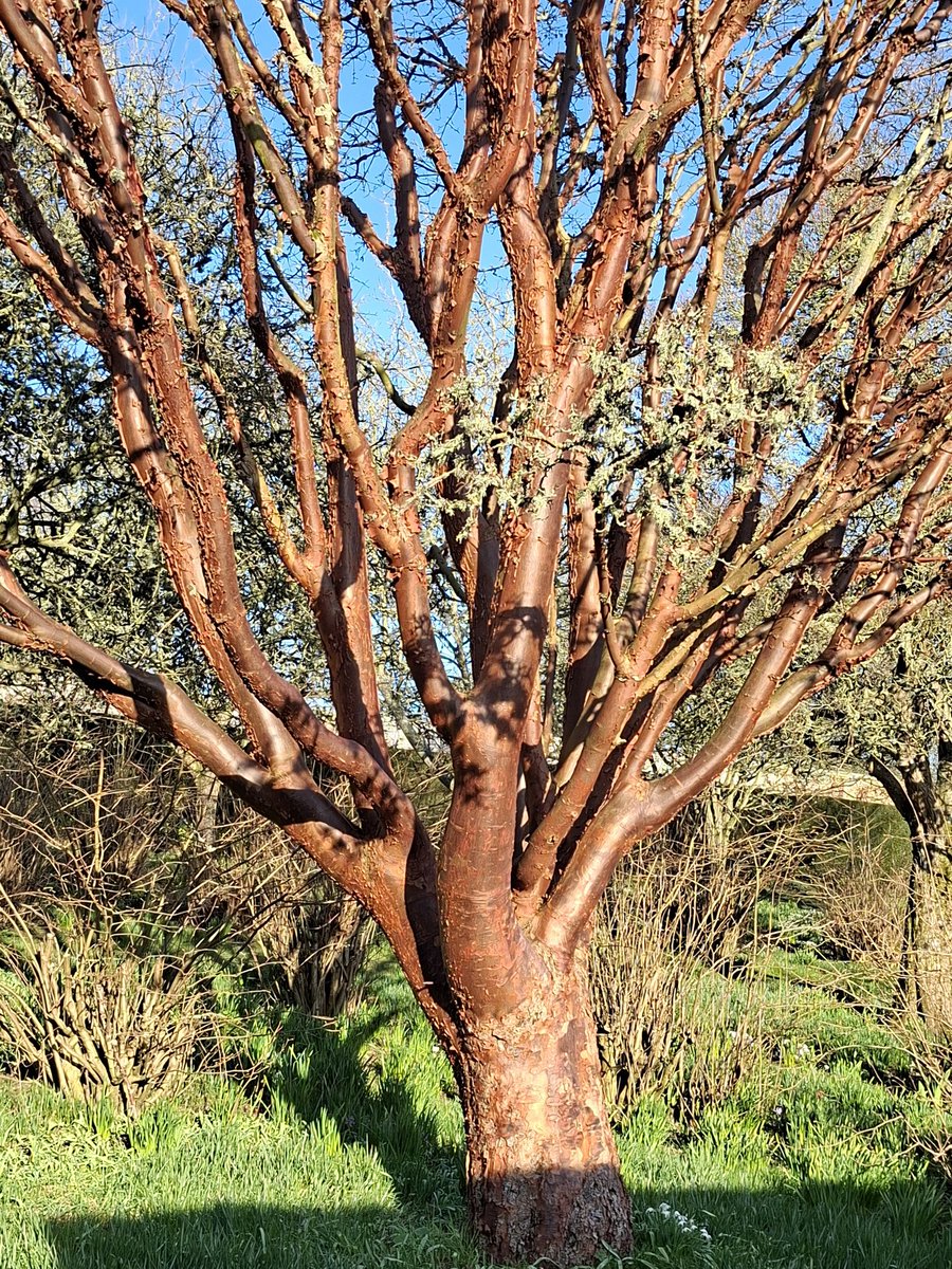 🌼🍋Helencello🍋🌼 tweet media