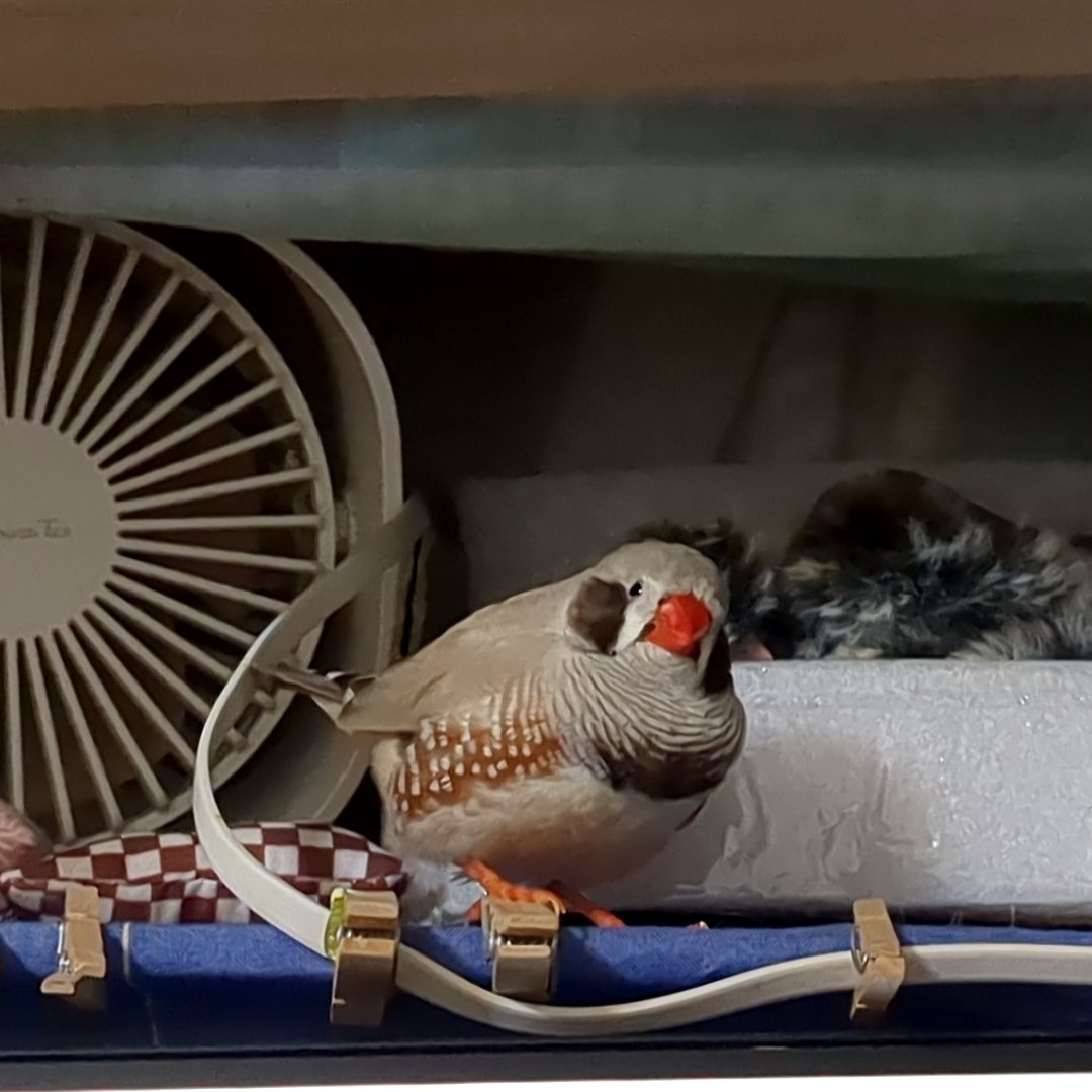 かとうみき tweet media