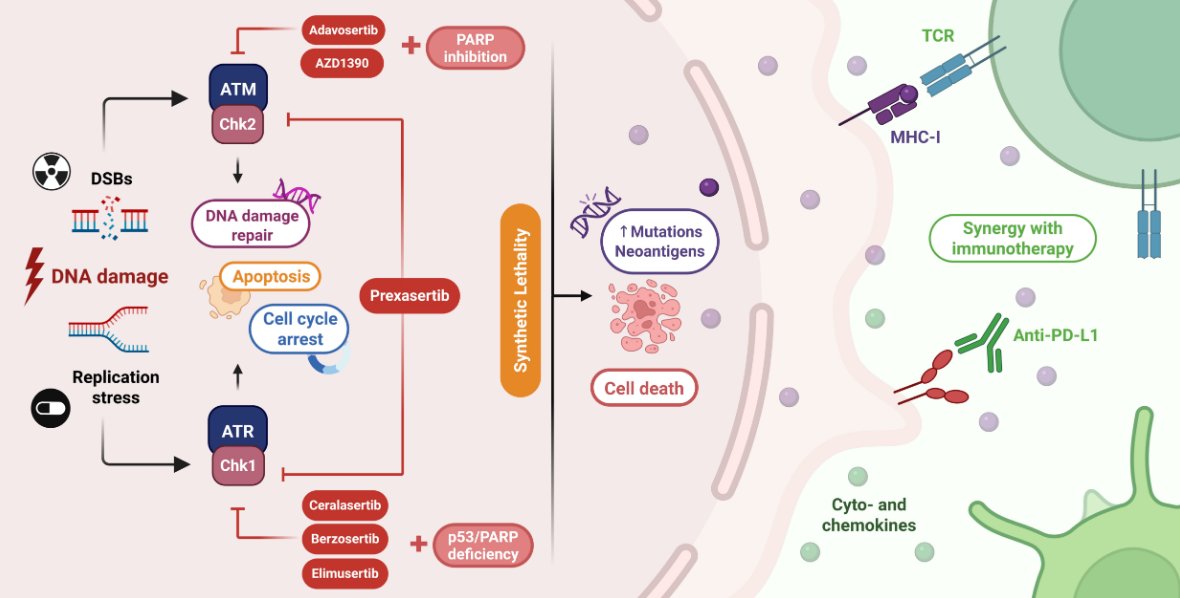 Cells MDPI tweet media