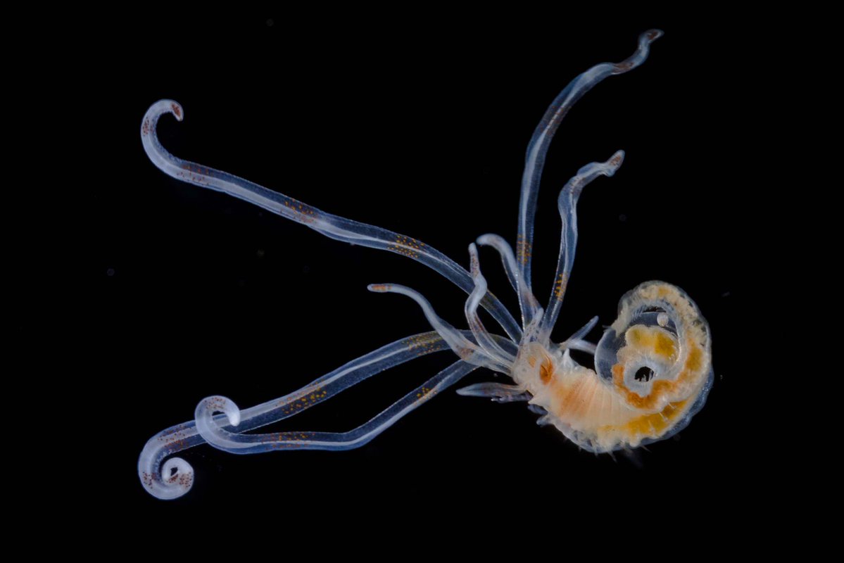 Nikon Small World tweet media