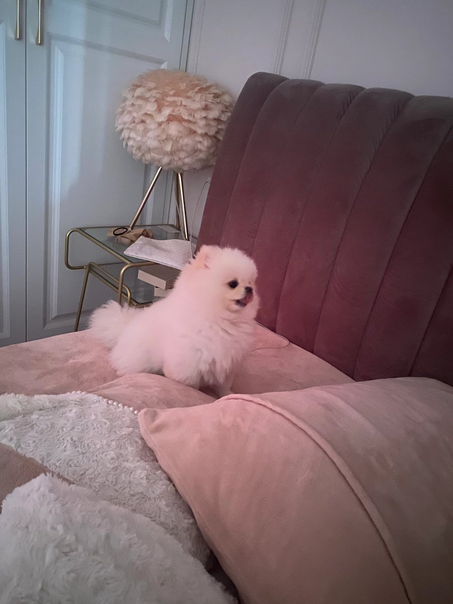 Gabriel Hidalgo tweet media