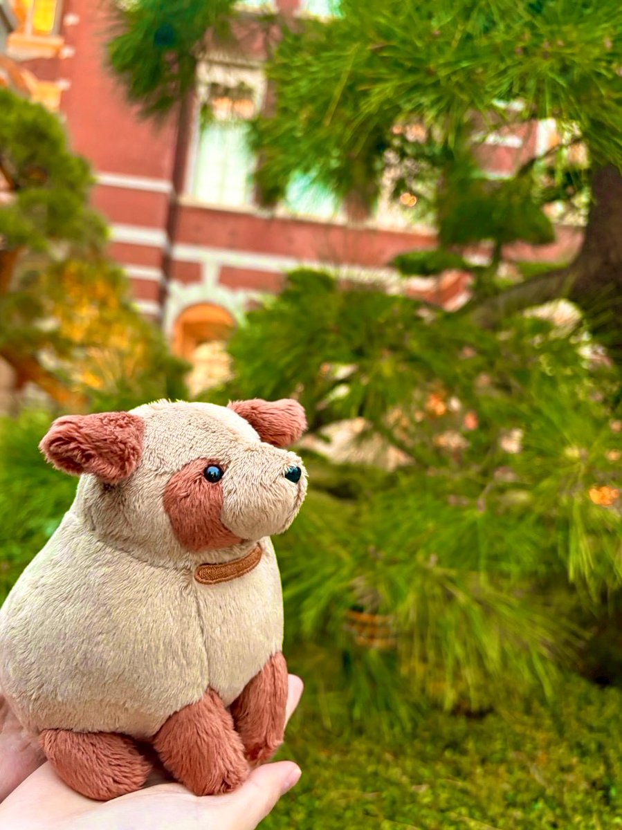 わたぬきサブレ tweet media