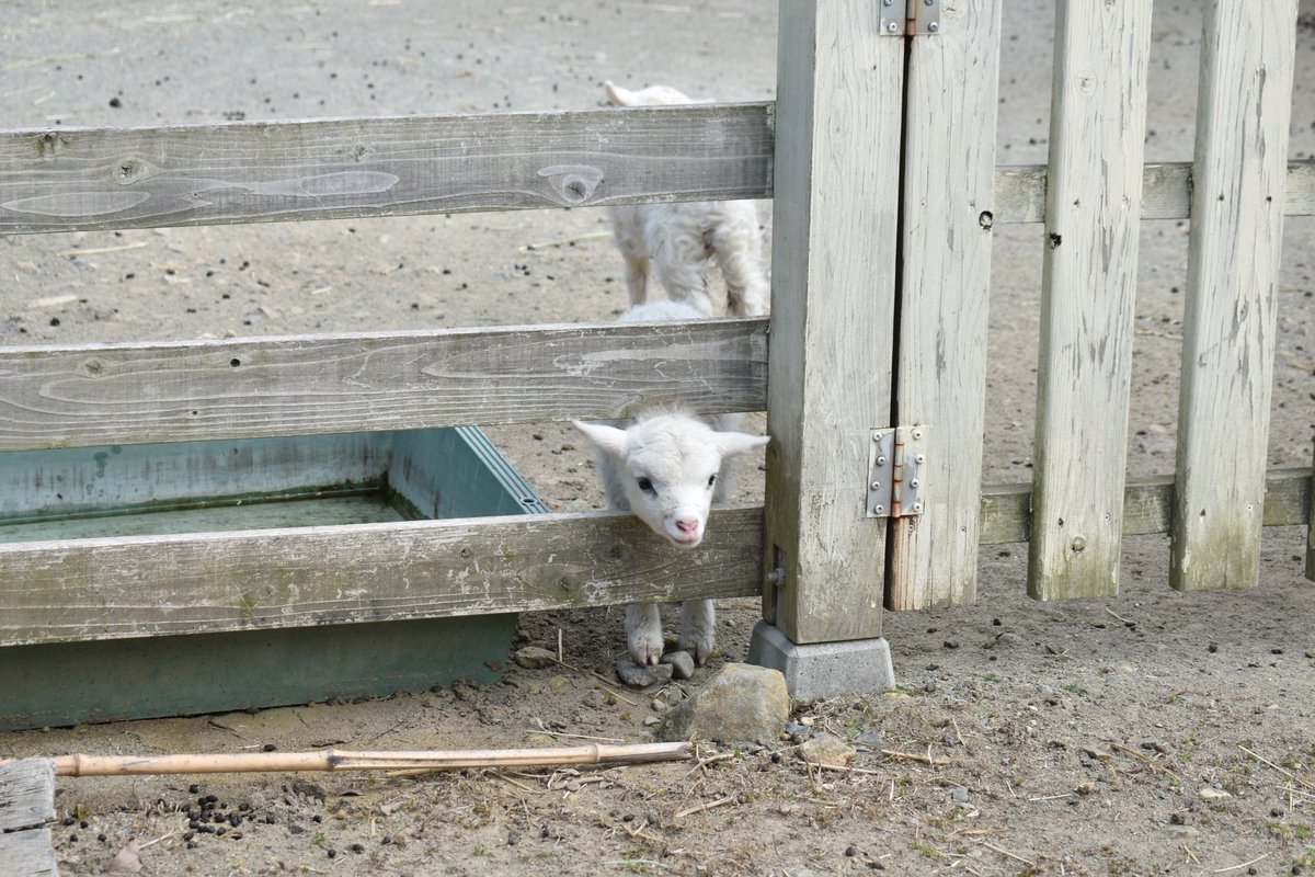 しーぐらす tweet media