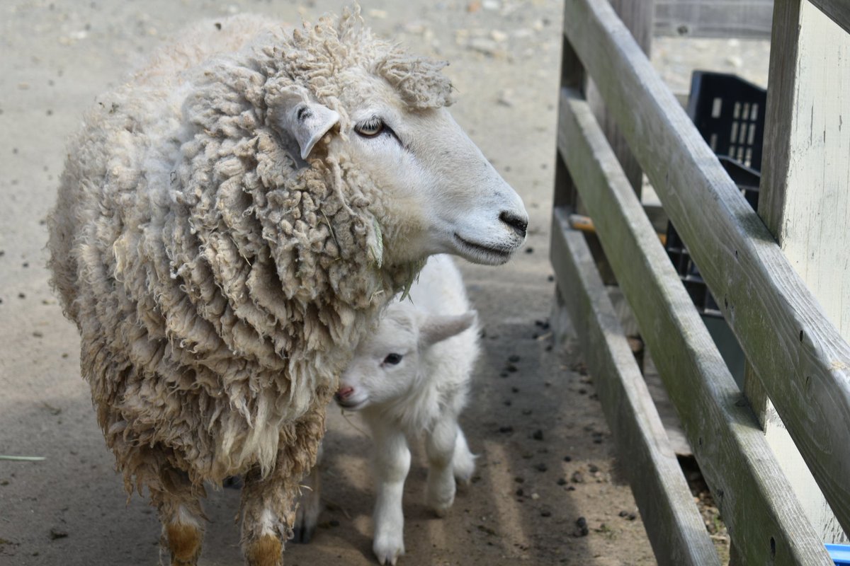 しーぐらす tweet media