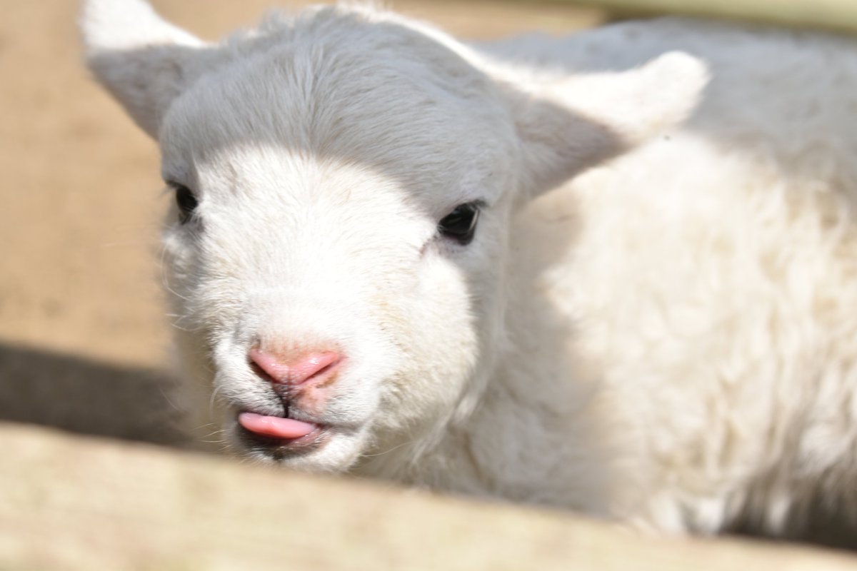 しーぐらす tweet media