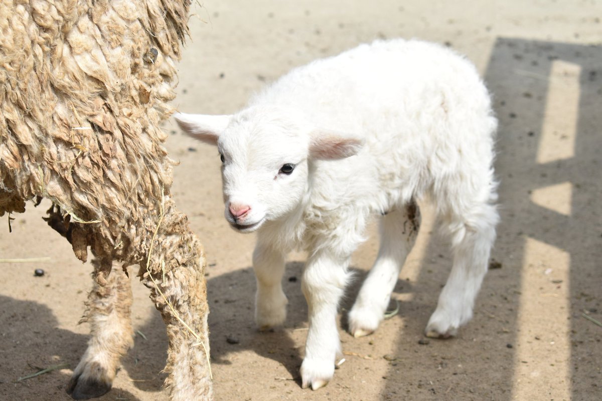 しーぐらす tweet media