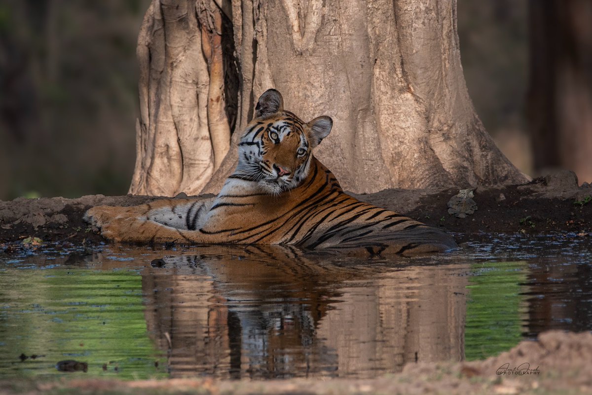 Pench Tiger Reserve tweet media