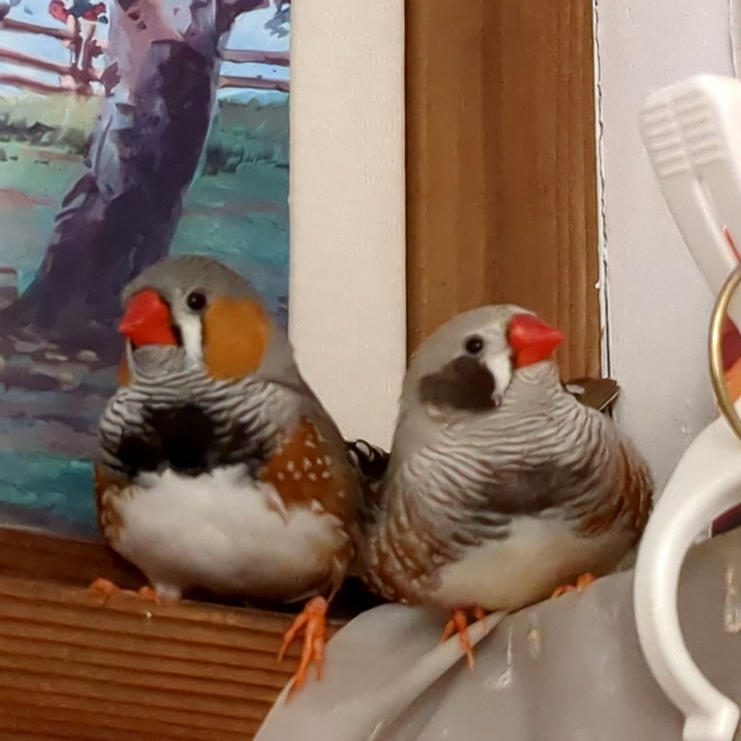 かとうみき tweet media