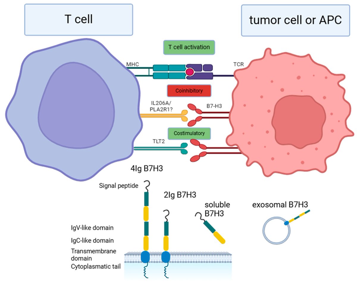 Cells MDPI tweet media