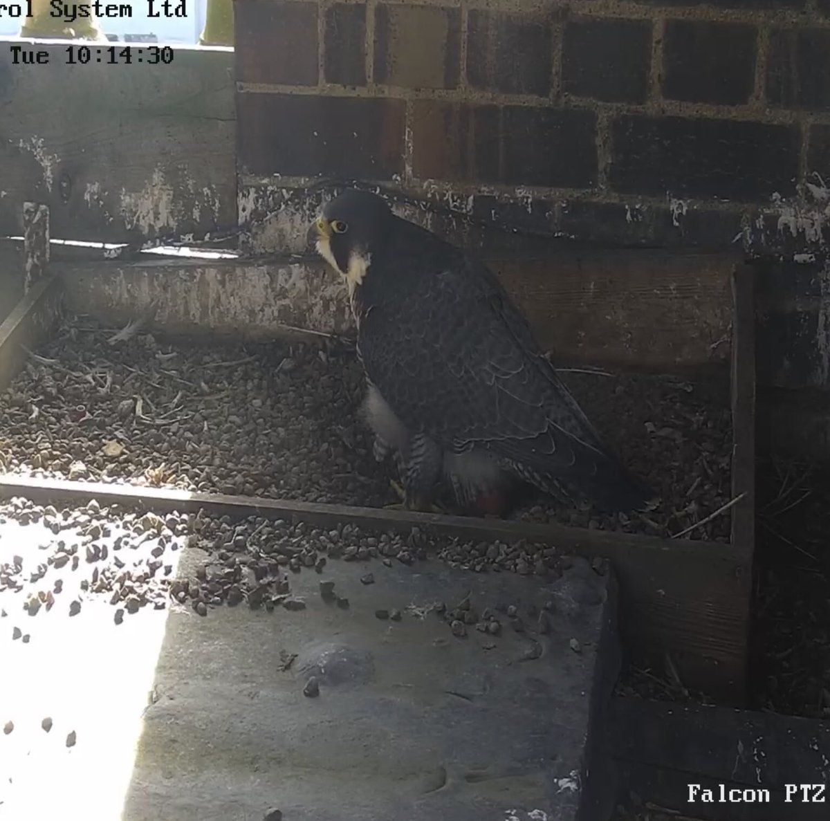 Daphne & Doris tweet media