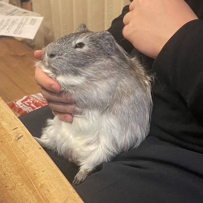 はみー(*^▽^*) tweet media