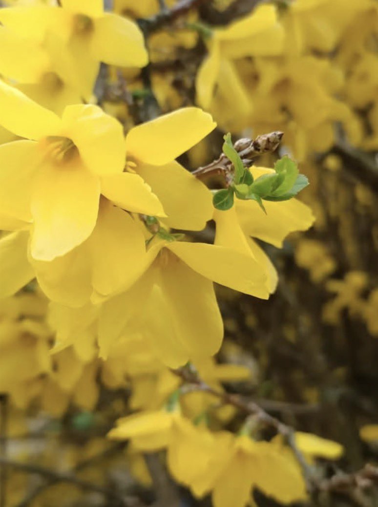 Giallo primavera #GialloGiulio grazie a Francesca Colombi: Un altro 14 GiulioSiamoNoi
#veritàpergiulioregeni