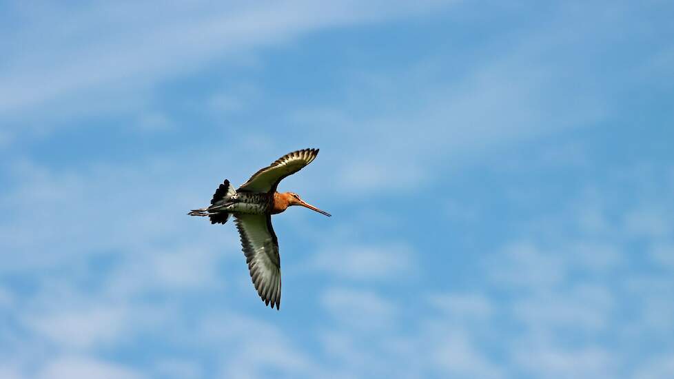 de_agraaf's tweet image. Stop op inzet honden om #weidevogels te verjagen in Bodegraven Noord na kritiek uit omgeving. Project loopt door, maar maatregelen en timing staan ter discussie. @zuid_holland 
agraaf.nl/artikel/148228…