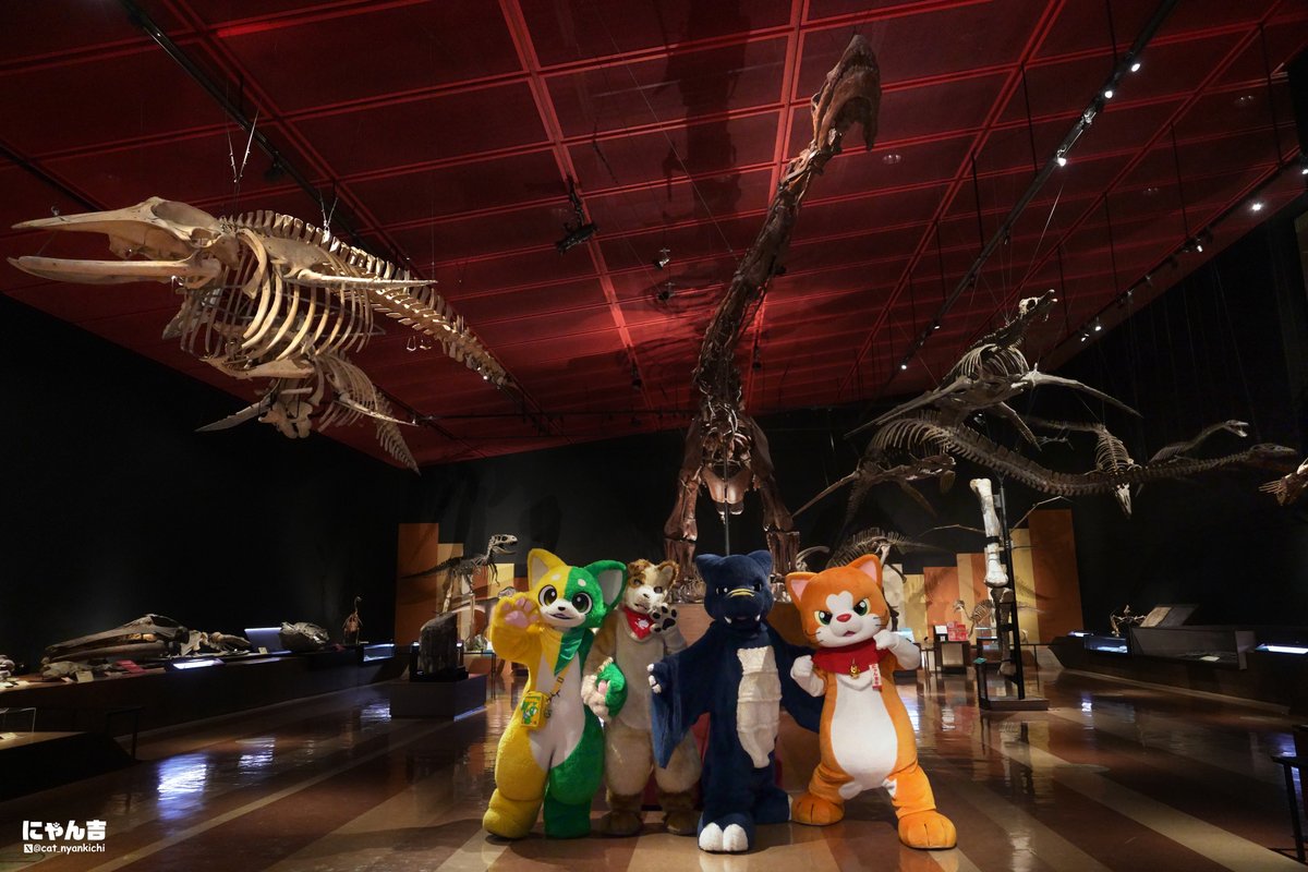 にゃん吉【公式】Nyankichi tweet media