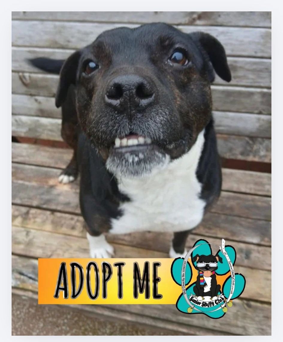 SeniorStaffy's tweet image. Good morning Staffy Lovers!
The sun is shining and all is good with our Super Seniors who will enjoy some lovely walk out in the Spring air 😀 
Trevor, Nya and Ty are all on the lookout for their pawfect furever homes 🏡 so please share 🙏 seniorstaffyclub.co.uk/adopt-a-staffy… #teamzay #RESCUE