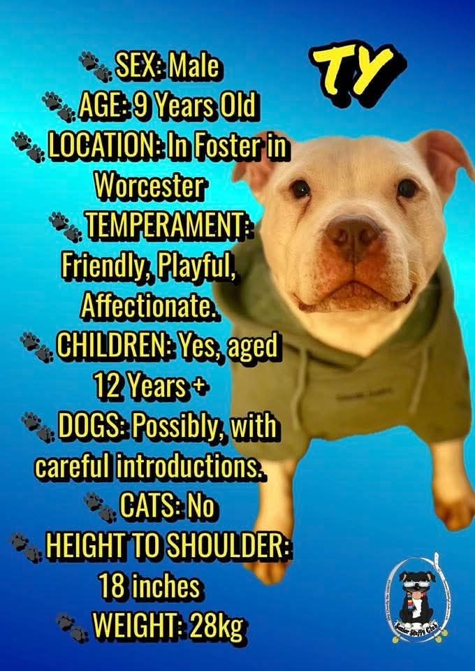 SeniorStaffy's tweet image. Good morning Staffy Lovers!
The sun is shining and all is good with our Super Seniors who will enjoy some lovely walk out in the Spring air 😀 
Trevor, Nya and Ty are all on the lookout for their pawfect furever homes 🏡 so please share 🙏 seniorstaffyclub.co.uk/adopt-a-staffy… #teamzay #RESCUE