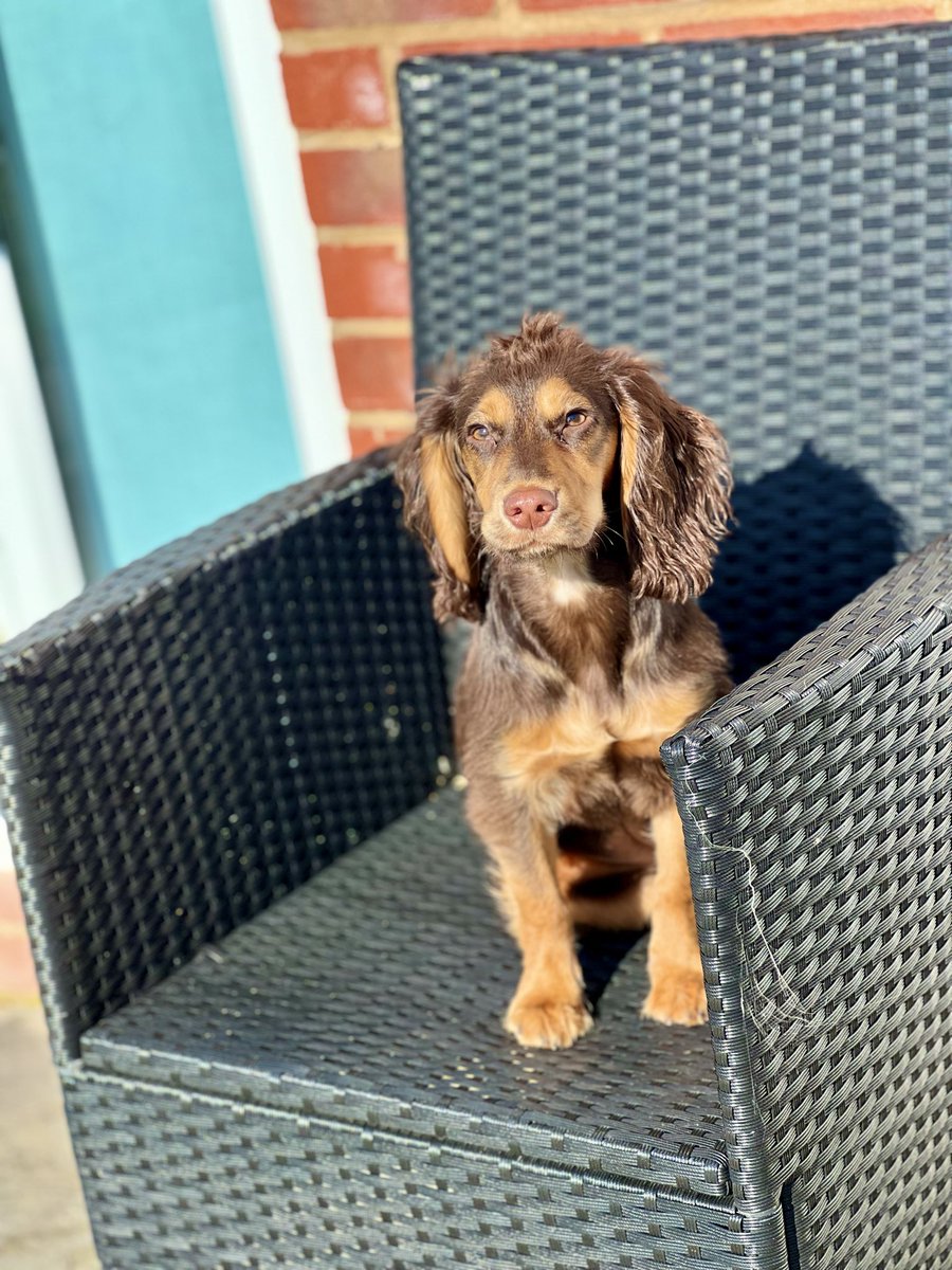 ch3fb4zza's tweet photo. The sun ☀️ is out which means garden 🪴 time with the pup 🐶 
#TuesdayFun #sun #puppy https://t.co/TBd4xaZlaE