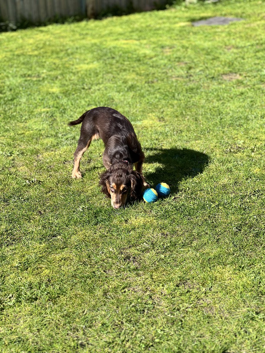 ch3fb4zza's tweet photo. The sun ☀️ is out which means garden 🪴 time with the pup 🐶 
#TuesdayFun #sun #puppy https://t.co/TBd4xaZlaE
