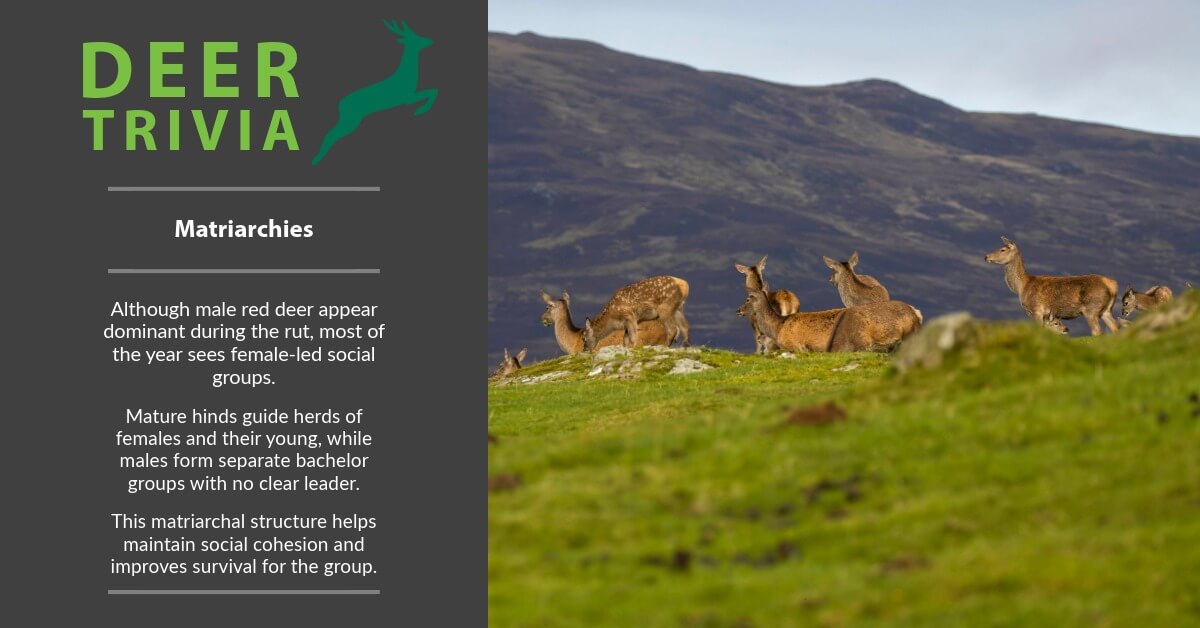 BritishDeerSoc's tweet photo. #DeerTrivia : Matriarchies
Outside the rut, female red deer lead herds of hinds and calves, while males stick to bachelor groups. Female leadership keeps the herd cohesive and safe. https://t.co/mBy6wZ6LDY