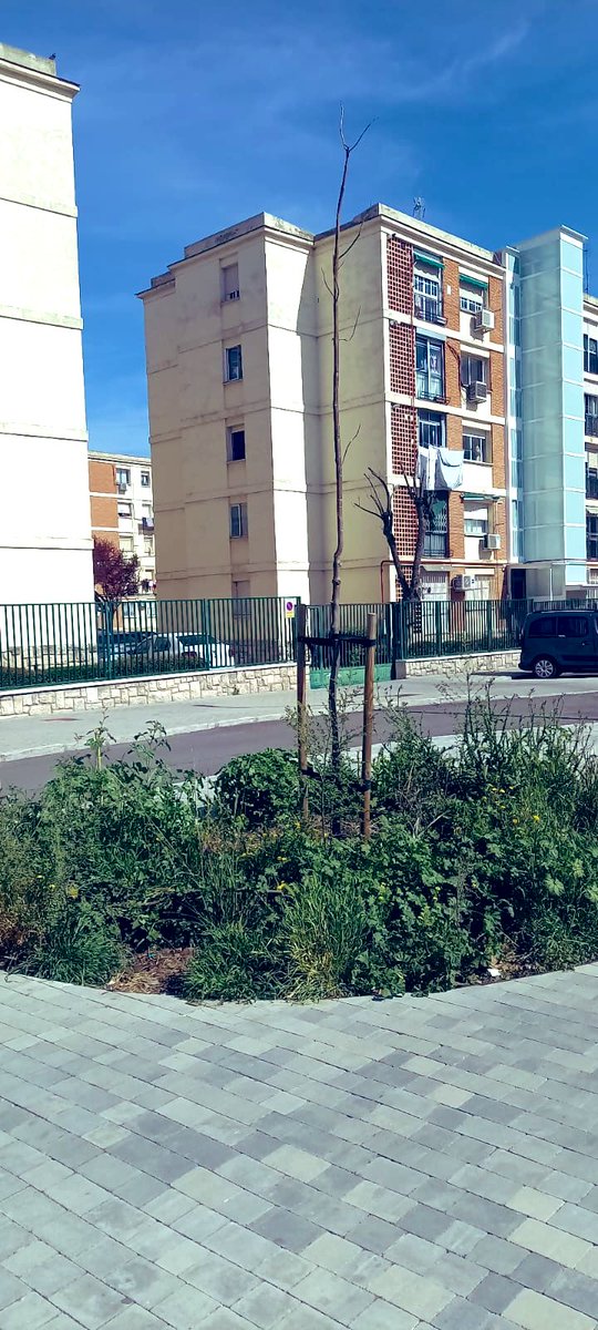 AV. La Incolora tweet media