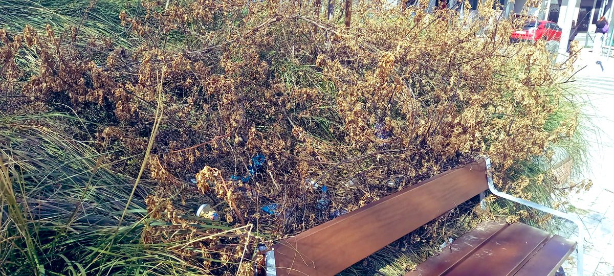 AV. La Incolora tweet media