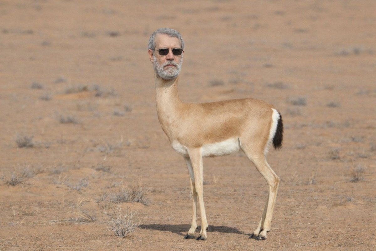 موژی tweet media