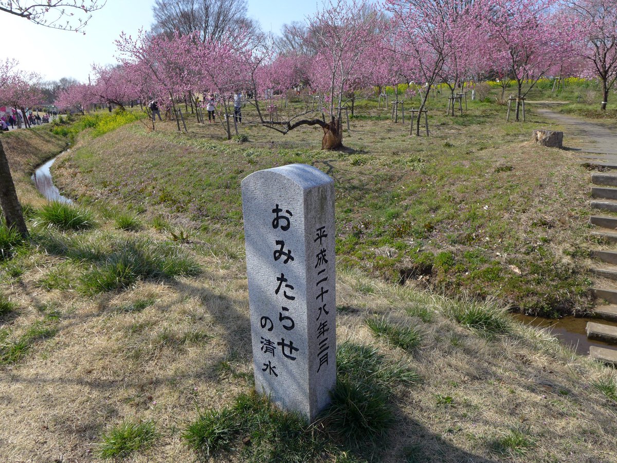 1000mi0's tweet photo. SEAGULL CF100
古河公方公園(古河総合公園)
今日はテレビのニュースで見た古河桃まつりに行ってきました。
日替わりでイベントやってるようです。
#古河公方公園 #古河市 #花桃 #SEAGULL #CF100 #上海海鸥数码照相机有限公司 https://t.co/jSFfggMctP