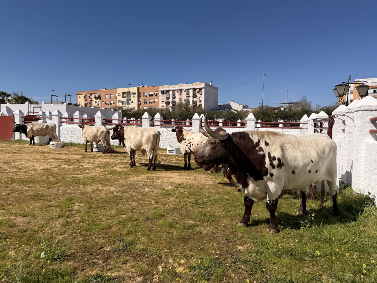 Jesús Bayort tweet media